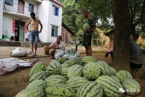 岗头村吃瓜视频,揭秘乡村生活趣味瞬间