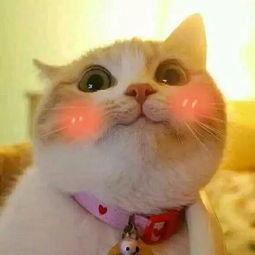 猫猫夏日吃瓜头像,萌态十足！