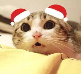 猫猫夏日吃瓜头像,萌态十足！