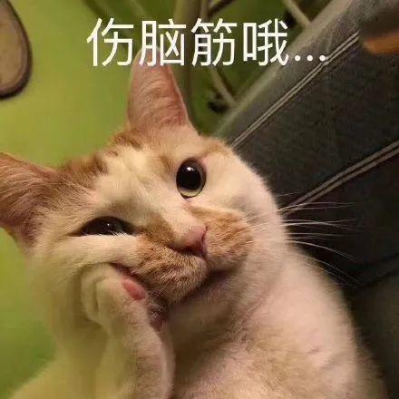 猫猫夏日吃瓜头像,萌态十足！