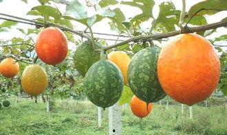 吊瓜可吃吗,美味可口的天然食材探索