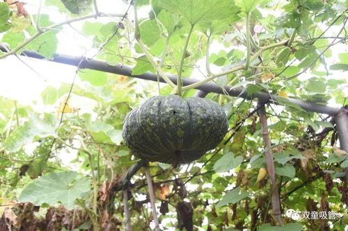 落阳吃瓜,揭秘瓜农的甜蜜生活