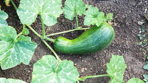 减肥瓠瓜怎么吃,轻松享瘦的绿色选择