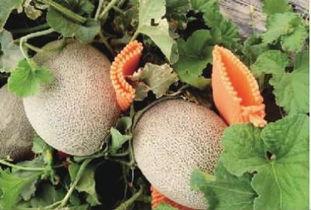 马吃哈密瓜,共享甜蜜时光