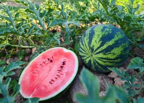 肥城吃瓜,探寻肥城特色美食之旅