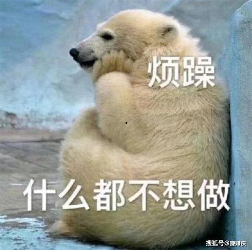 旱獭吃瓜表情,萌态可掬的夏日趣味瞬间