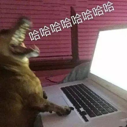 旱獭吃瓜表情,萌态可掬的夏日趣味瞬间